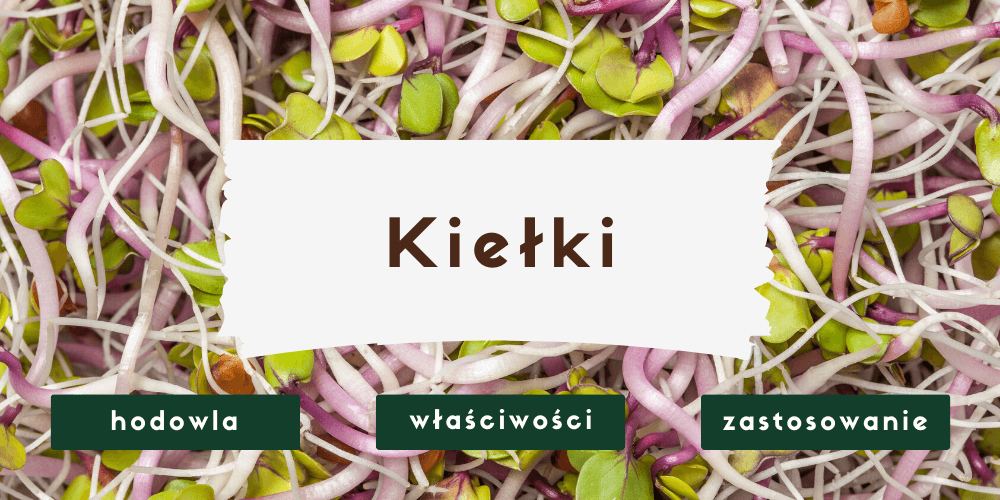 Kiełki - jakie mają właściwości i jak hodować je w domu?