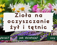 Zioła na oczyszczanie żył i tętnic