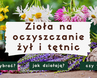 Zioła na oczyszczanie żył i tętnic