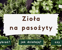 Zioła na pasożyty ‒ jakie wybrać?