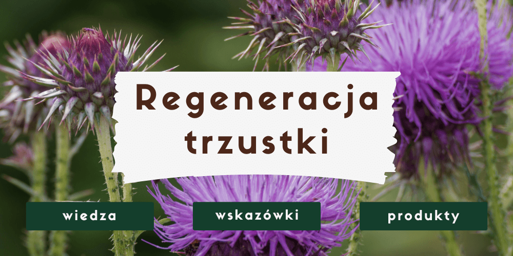Regeneracja trzustki domowymi sposobami