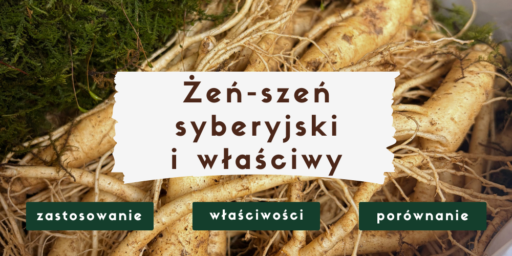 Żeń-szeń syberyjski czy właściwy – który wybrać i kiedy ma to znaczenie?